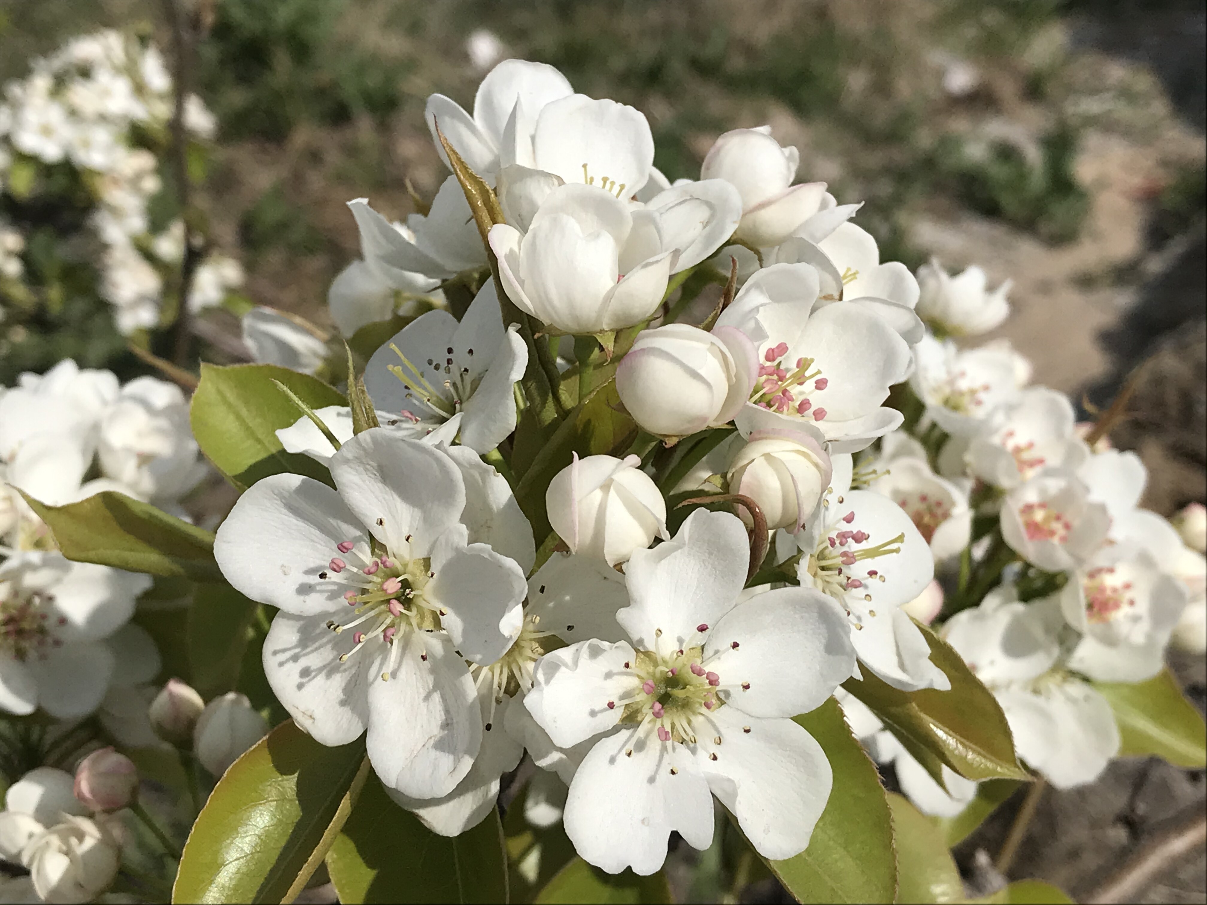 赏梨花品美食看高跷 海城市第二届梨花艺术节启幕