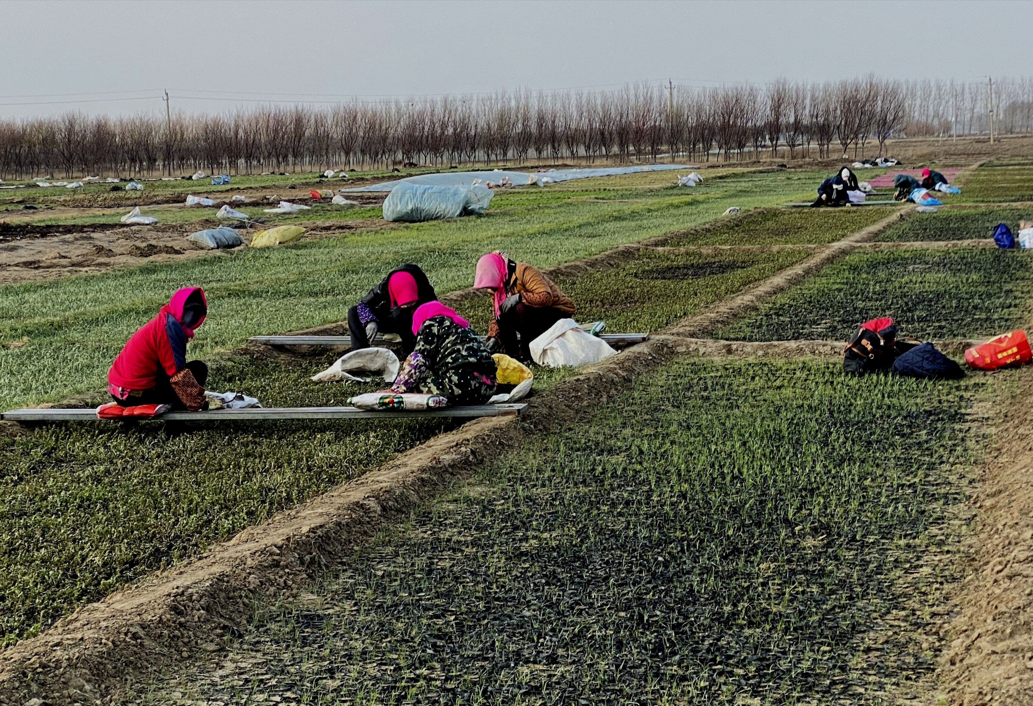 花农进行田间管理，选取长势良好的花苗发送给外地客商。