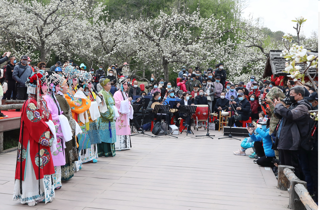 梨花盛开京剧唱响 向"最美逆行者"致敬
