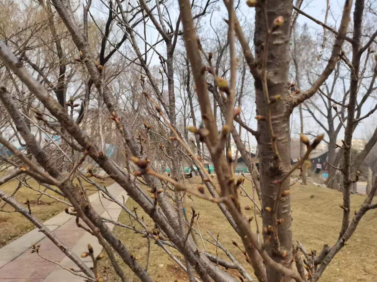樱花树含苞待放