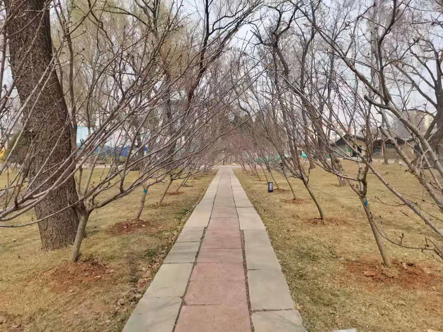 樱花大道