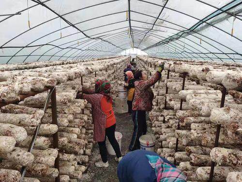 蘑菇种植走势好!调整结构带动村民就业