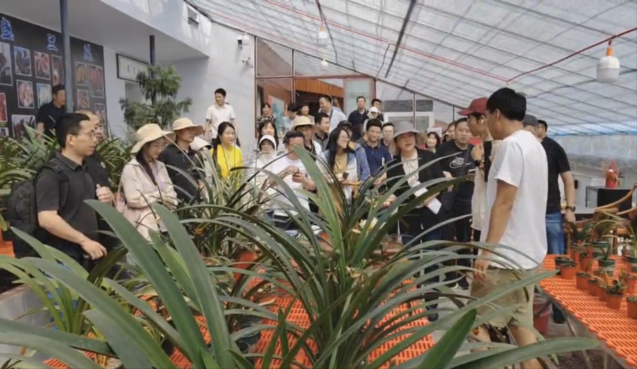 采访团走进千山区中国禾道君子兰花卉产业园区。