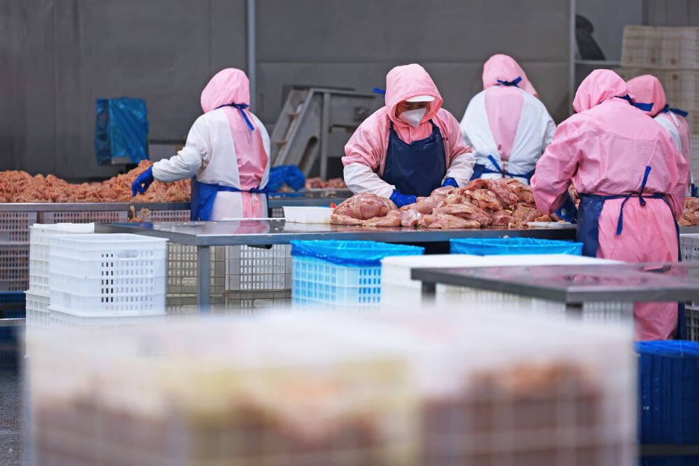 3月11日，在鞍山丰盛食品有限公司，工人在车间加工处理鸡肉。