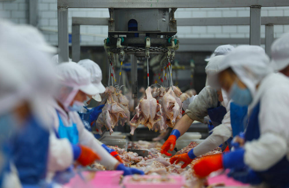 3月11日，在鞍山市九股河食品有限责任公司，工人在车间加工处理鸡肉。