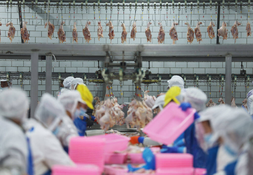 3月11日，在鞍山市九股河食品有限责任公司，工人在车间加工处理鸡肉。