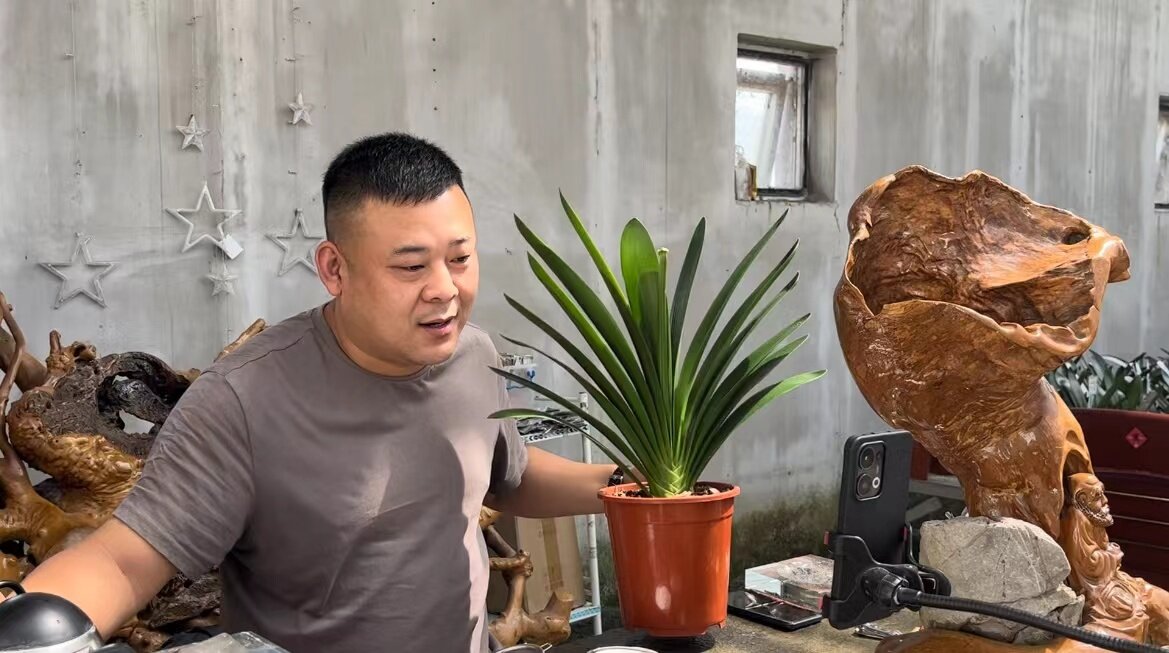 线上发力！君子兰产业“一路生花”。