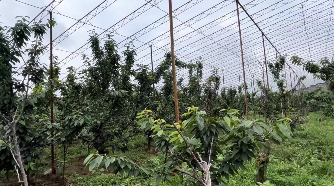 又是一年樱桃红 甜蜜不散场。