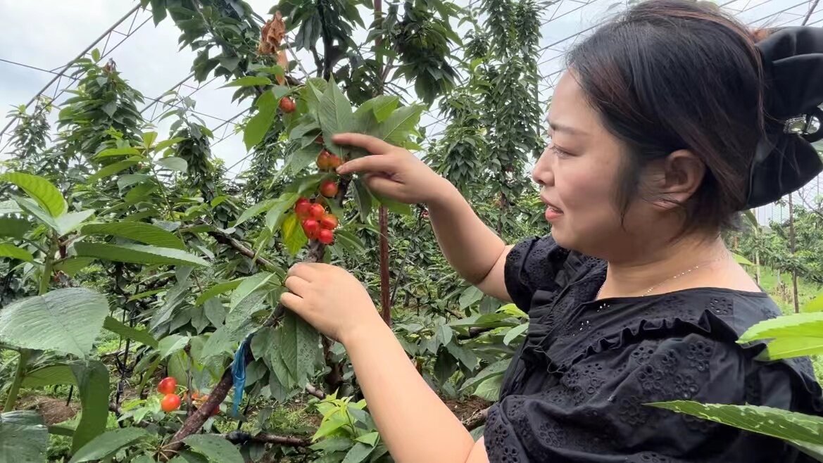 又是一年樱桃红 甜蜜不散场。