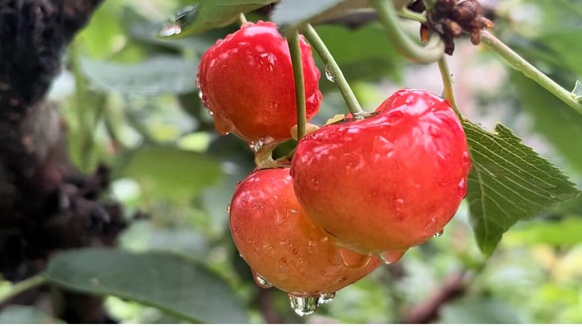 又是一年樱桃红 甜蜜不散场。