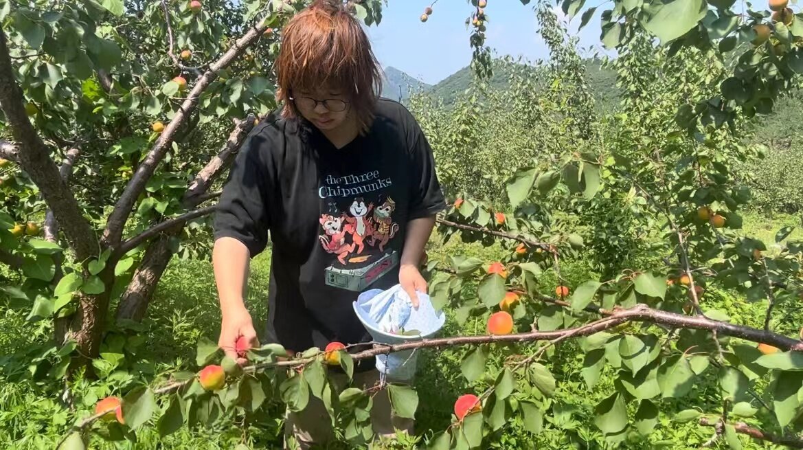 晚杏满枝头 铺就“杏”福路。