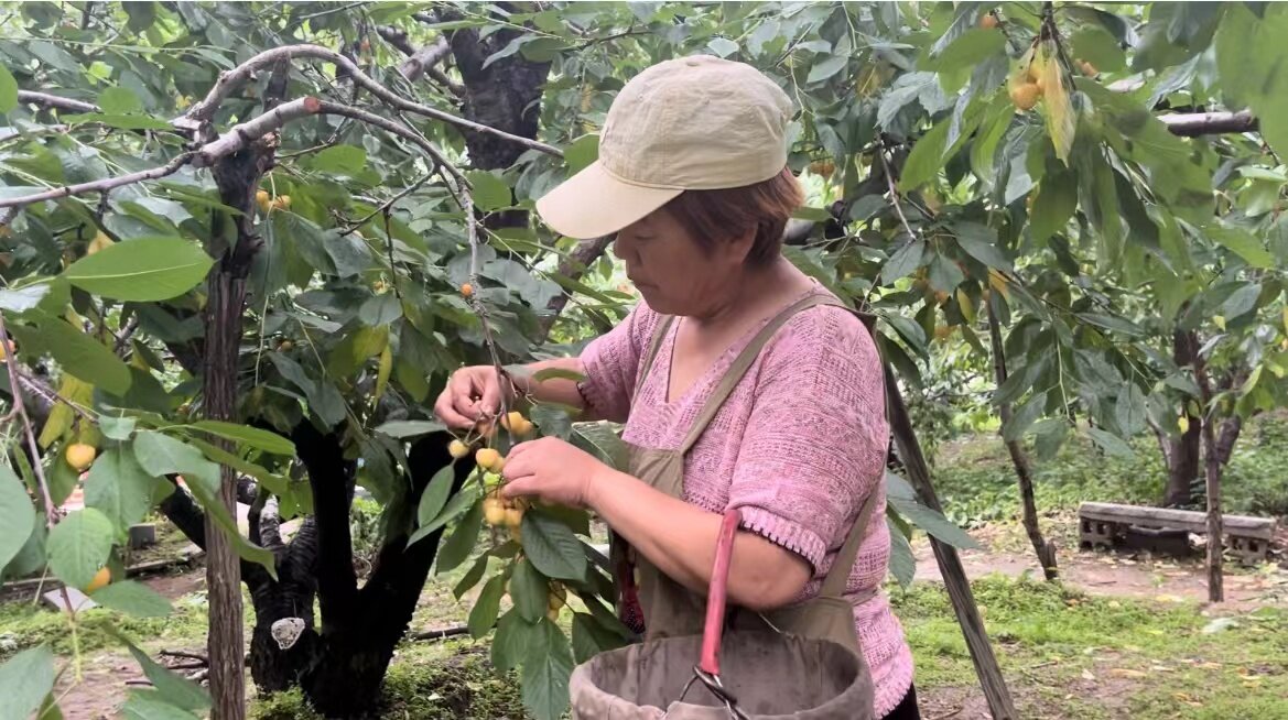 两代人甜蜜接力，成就一园果香。