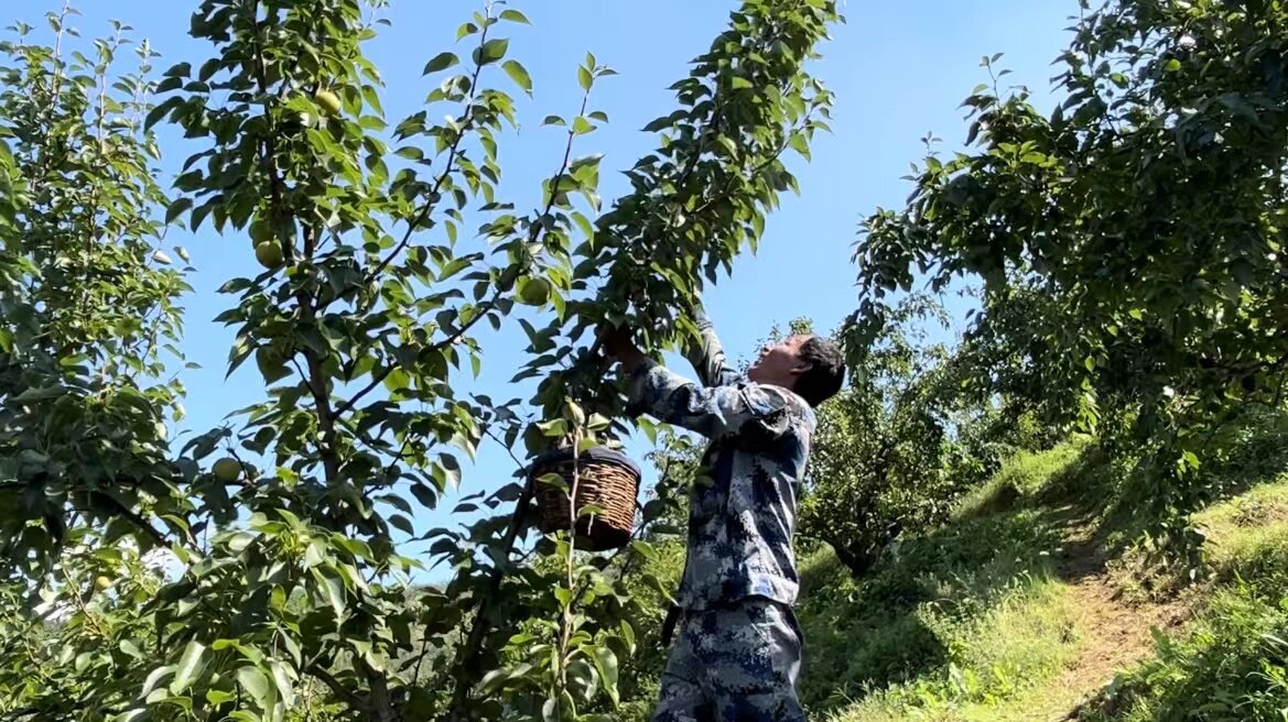 南果梨丰收又畅销。