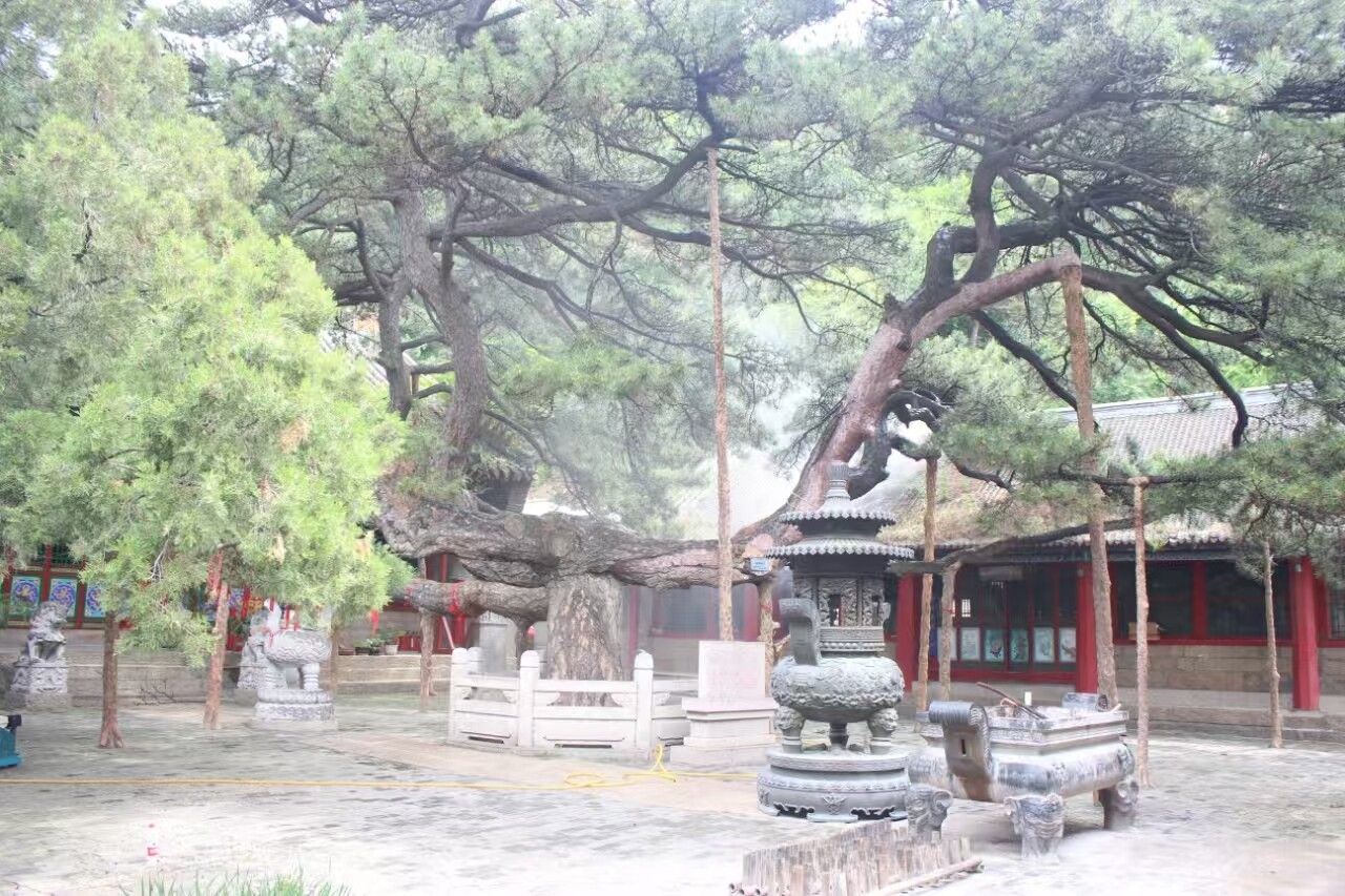 千山风景区管委会香岩寺大雄宝殿前蟠龙松