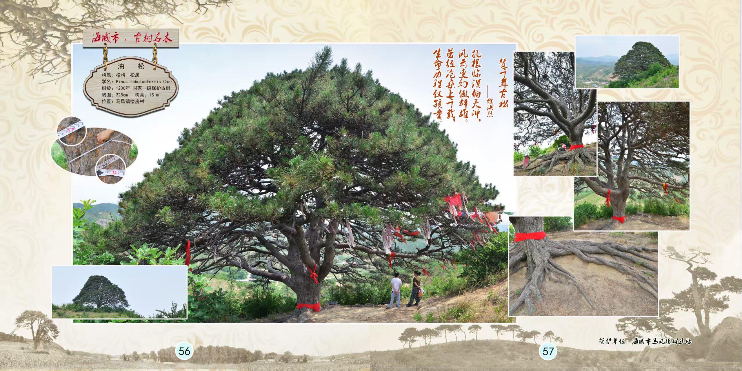 海城马风镇楼房村松树王