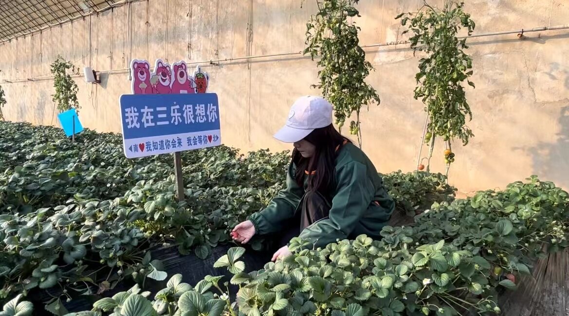 年味藏在果香里。