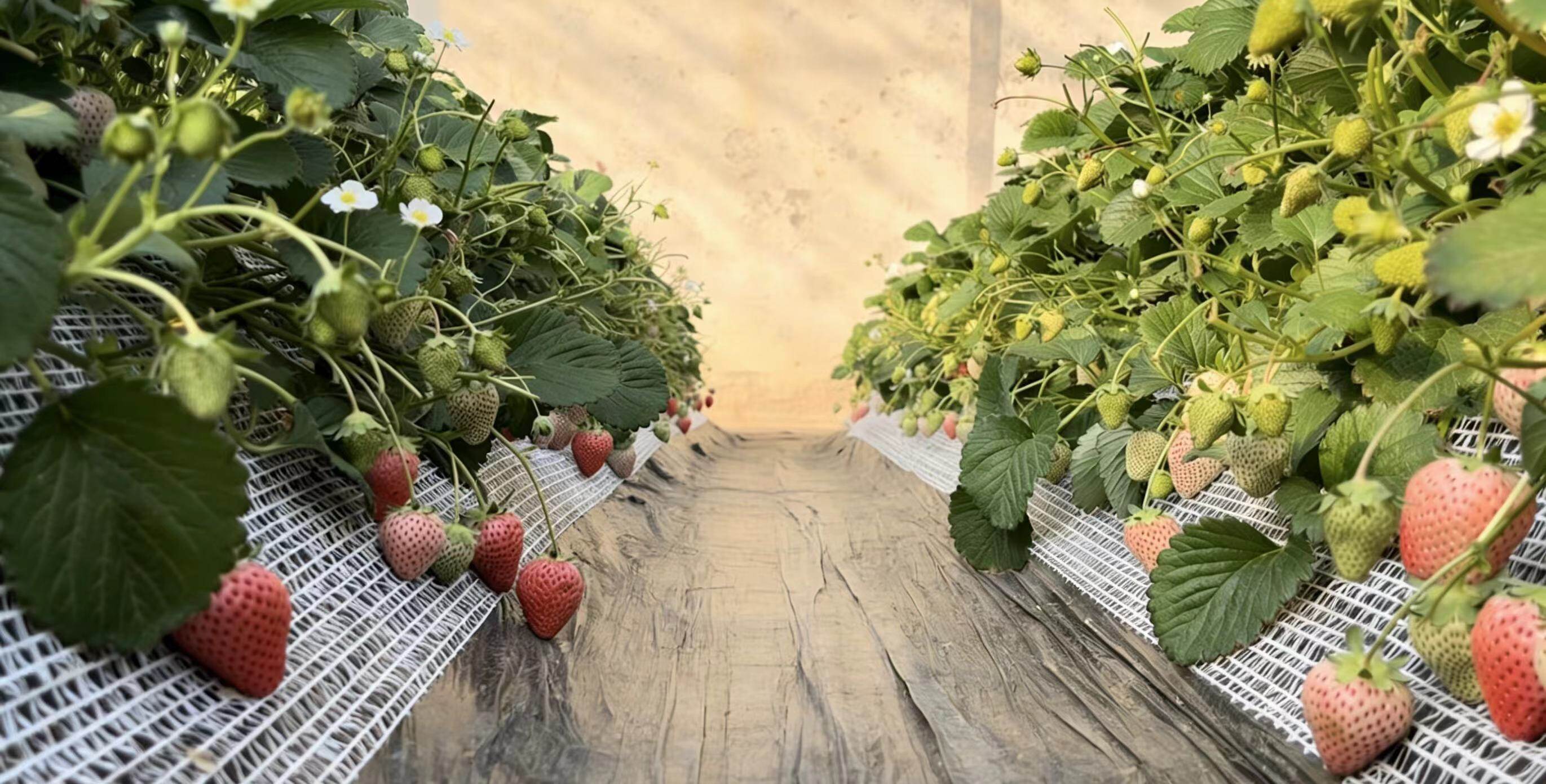 年味藏在果香里。