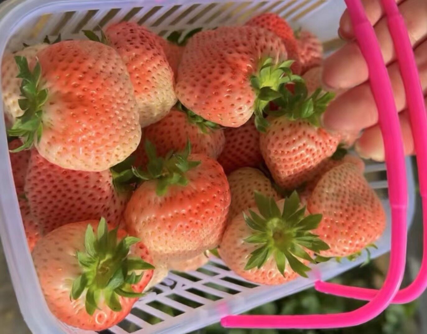 年味藏在果香里。