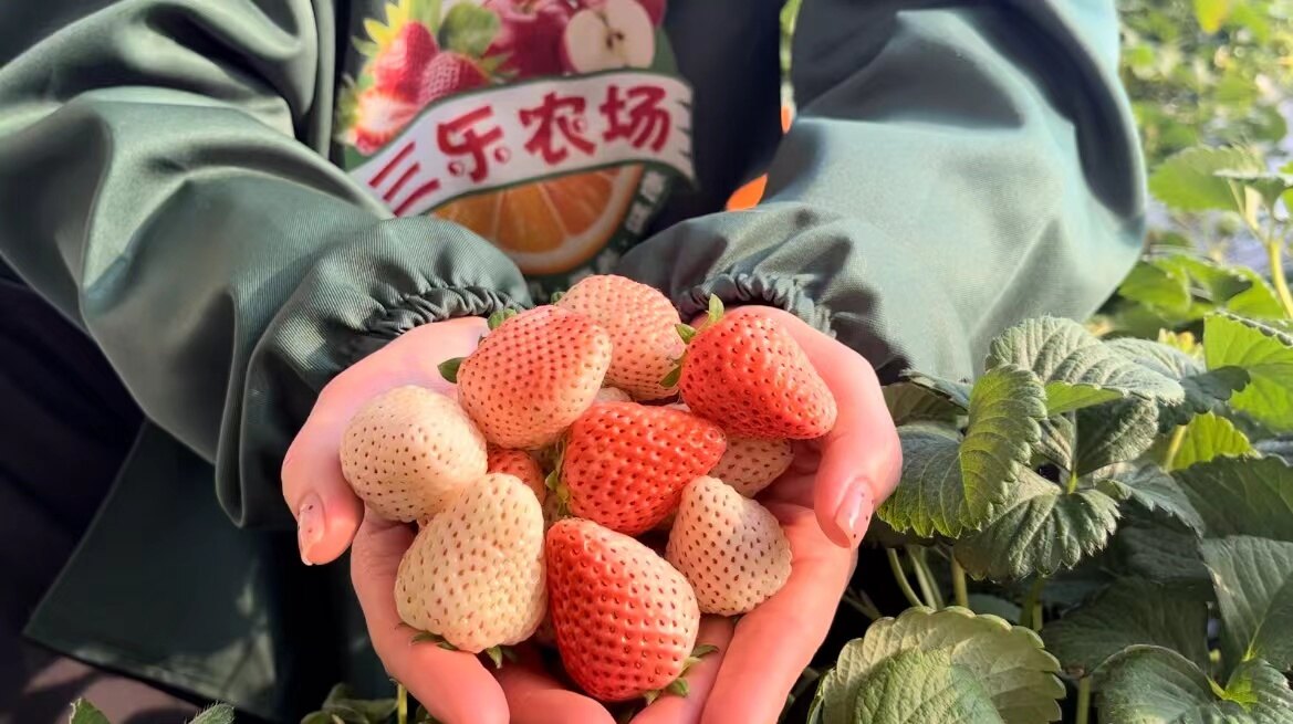 年味藏在果香里。