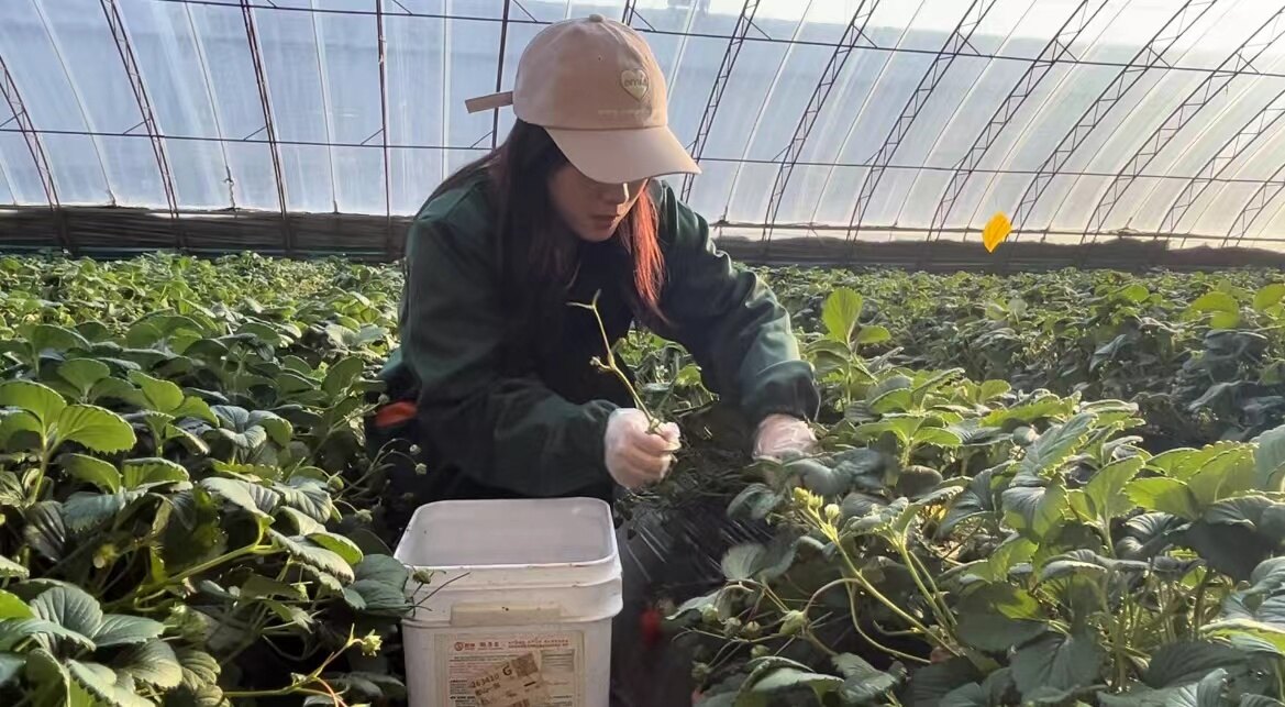 年味藏在果香里。