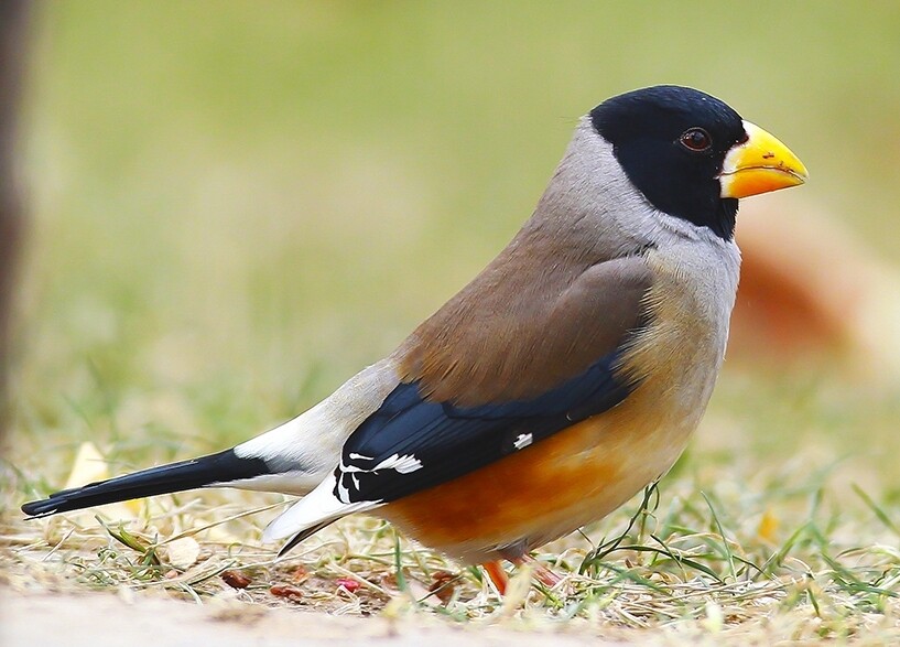 黑尾蜡嘴雀为国家“三有”保护动物