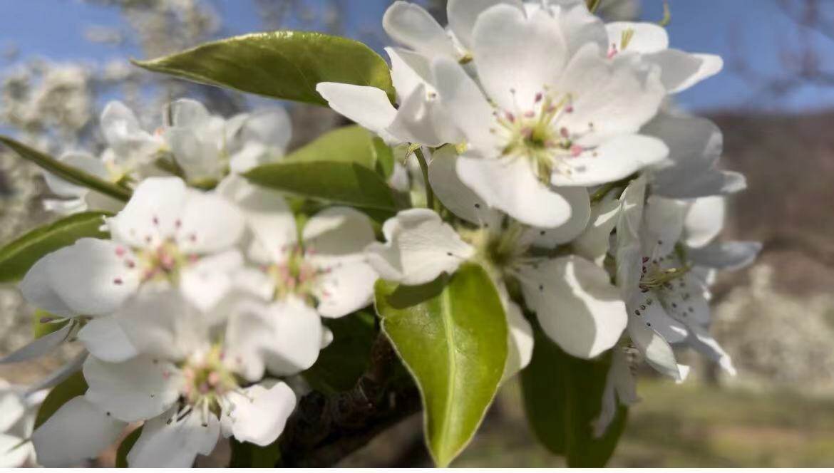 梨花季。