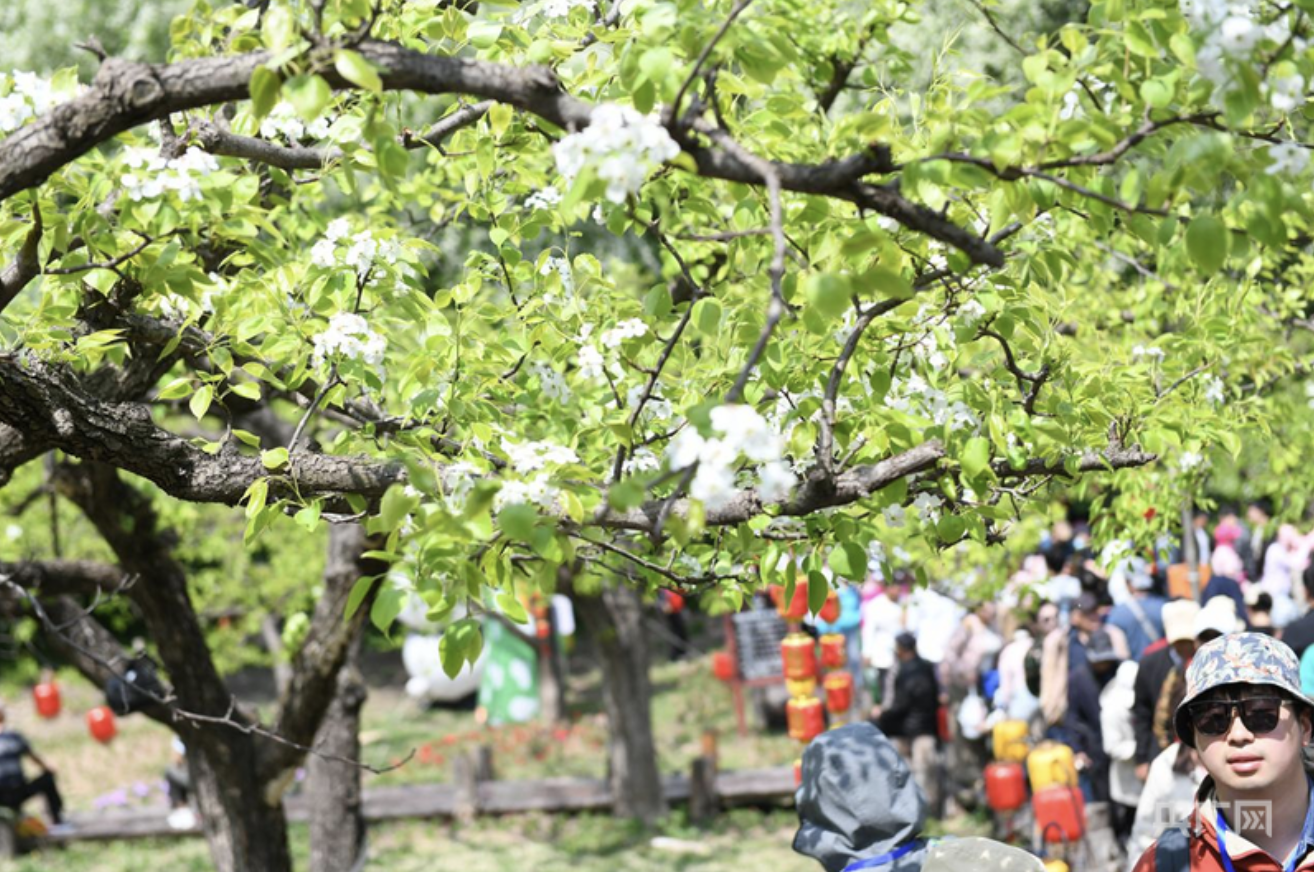 雨润梨园迎客（央广网发 鞍山市委宣传部供图）