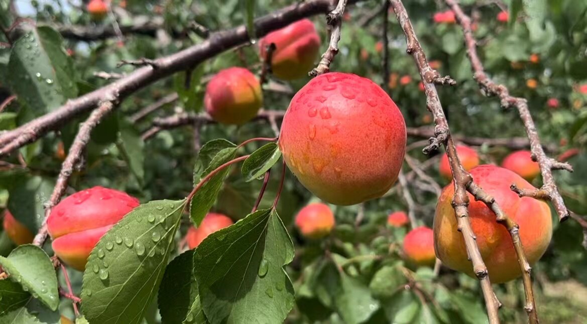 摩云山红杏。
