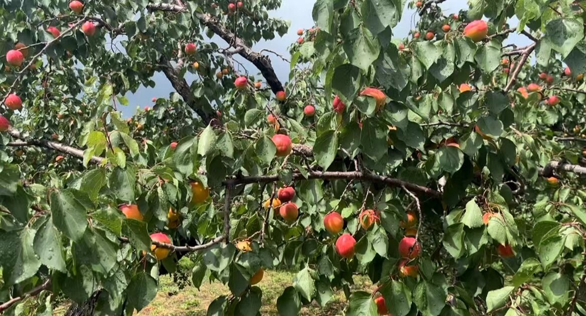 摩云山红杏。