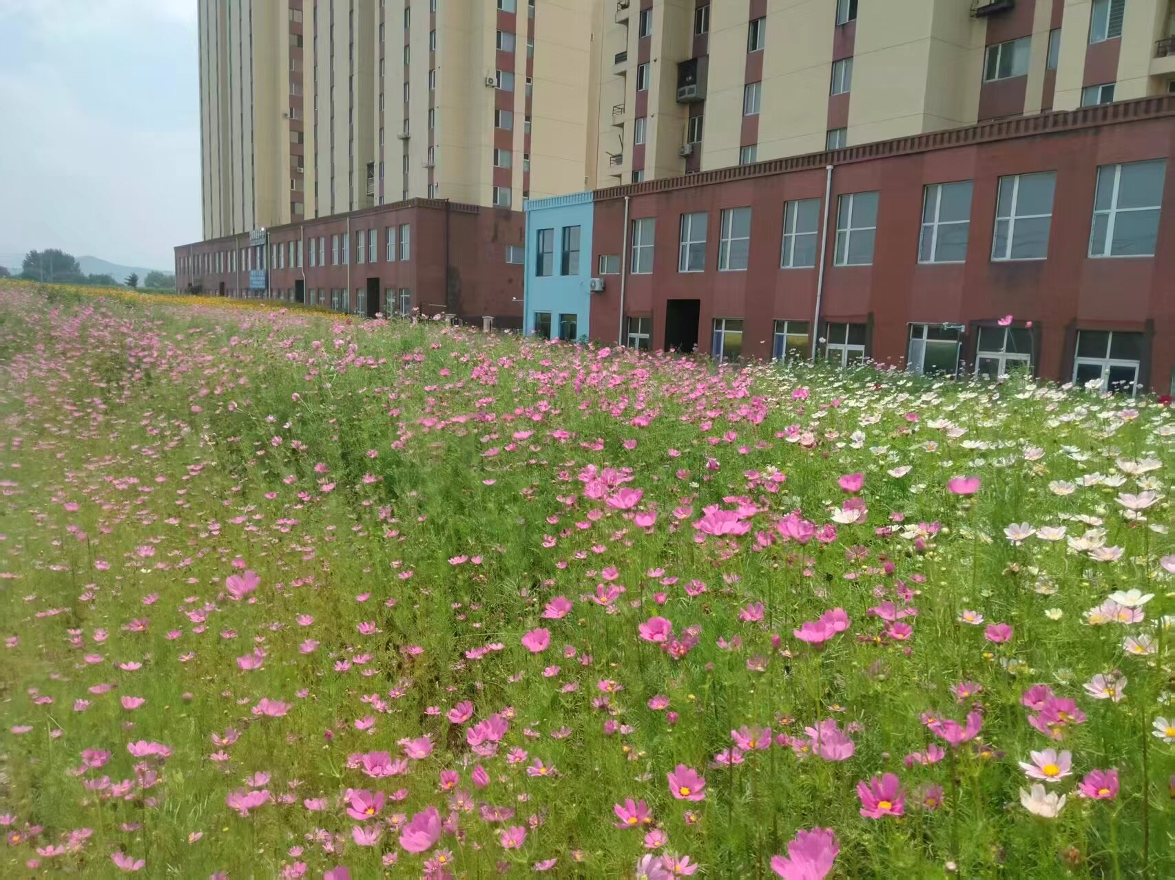 荒地变身花海。