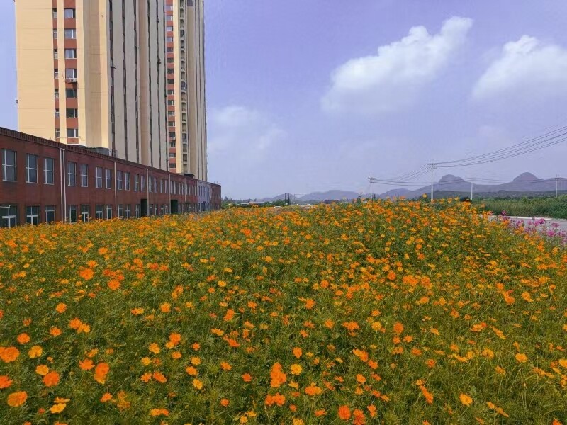荒地变身花海。